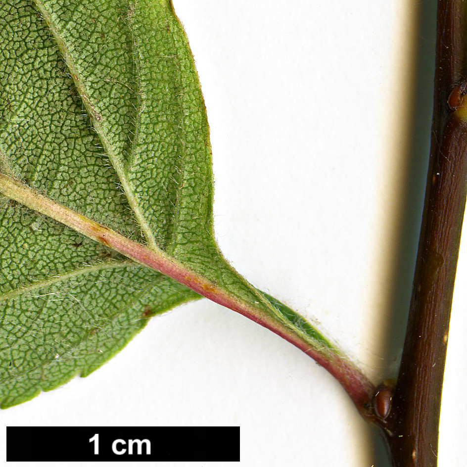 High resolution image: Family: Rosaceae - Genus: Crataegus - Taxon: succulenta